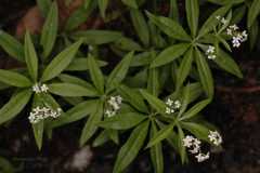 Galium acutum